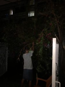 Trees Amphan Effect